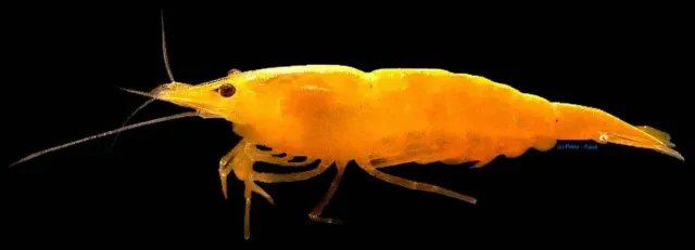 Näsets Ciklidhobby Neocaridina Davidi Yellow akvarieräka gul