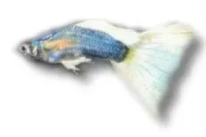 Näsets Ciklidhobby Poecilia reticulata guppy Japan blond hane 3-4 cm