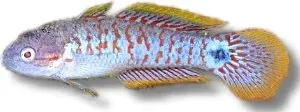 Näsets Ciklidhobby Peacock Gudgeon smörbult 3–3,5 cm