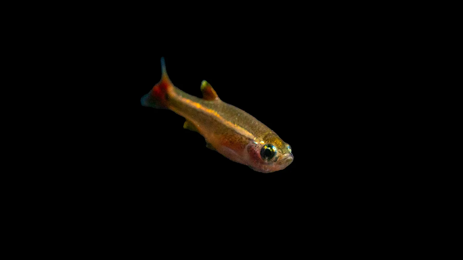 Garnelen TV Tanichthys albonubes akvariefisk kardinal