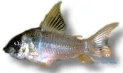 Corydoras concolor pansarmal 3-4 cm flock