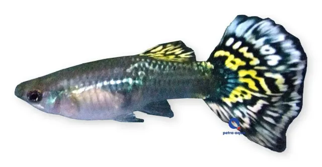 Näsets Ciklidhobby Guppy Tiger Hona 3–4 cm Poecilia