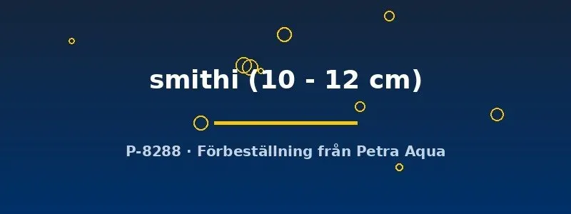 Näsets Ciklidhobby Farowella smithi mal 10–12 cm