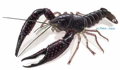 Procambarus troglodites blue kräfta över 6 cm blå