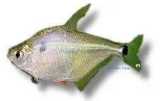 Näsets Ciklidhobby Ctenobrycon spilurus Silver-Brass tetra 3,5–4,5 cm