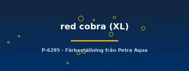 Poecilia reticulata red cobra guppyhane XL