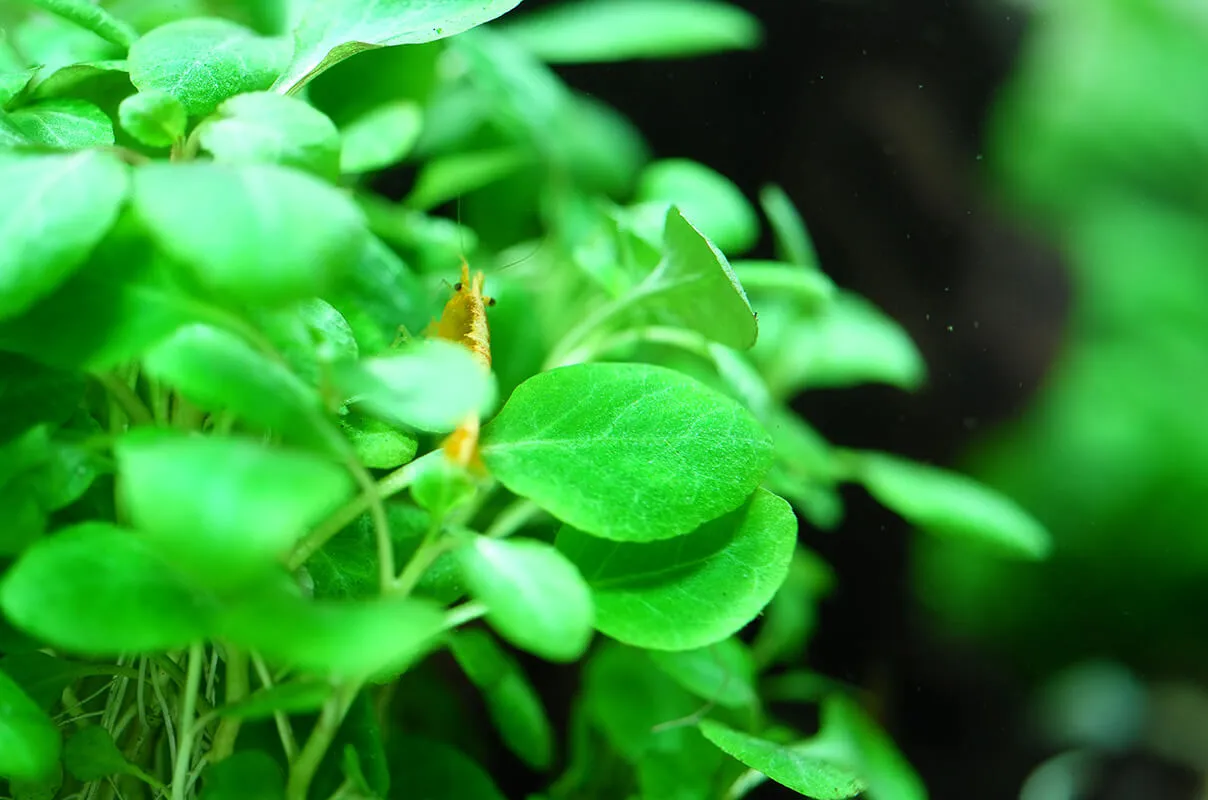 Akvarievalvet Lobelia cardinalis Mini akvarieväxt