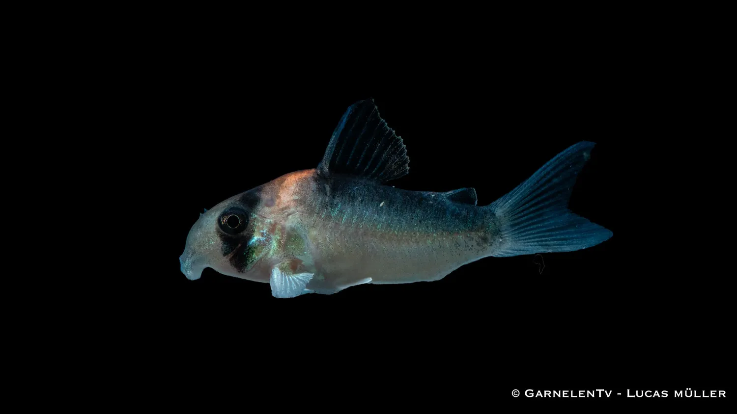 Garnelen TV Adolfoi pansarmal Corydoras stimfisk