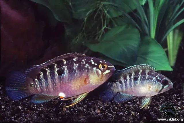 Näsets Ciklidhobby Ivanacara bimaculata ciklid 3,5–4 cm