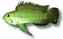 Näsets Ciklidhobby Apistogramma staecki dvärgciklid orange face 2–2,5 cm