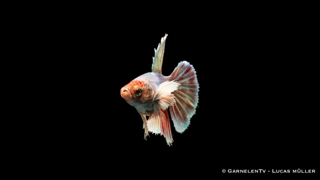 Garnelen TV Dumbo Ear kampfiskhona Betta 5–6 cm