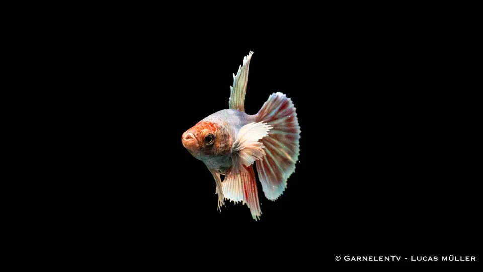 Garnelen TV Dumbo Ear kampfiskhona Betta 5–6 cm