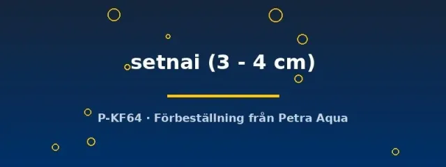 Pethia setnai barb 3–4 cm stimfisk