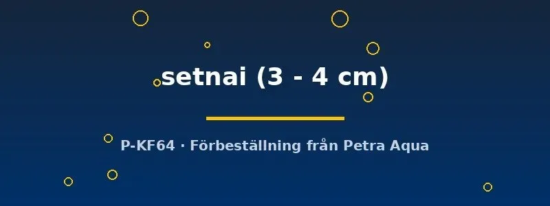 Pethia setnai barb 3–4 cm stimfisk
