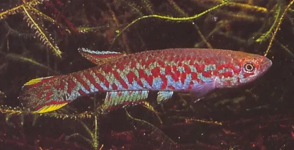 Näsets Ciklidhobby Chaytors killie 3–4 cm akvariefisk Roloffia
