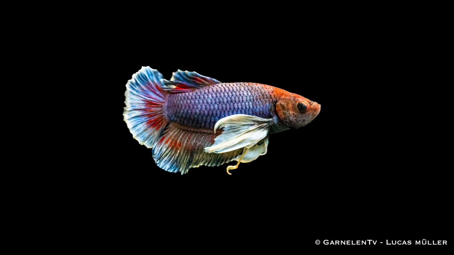 Garnelen TV Betta splendens kampfisk hane dumbo ear plakat