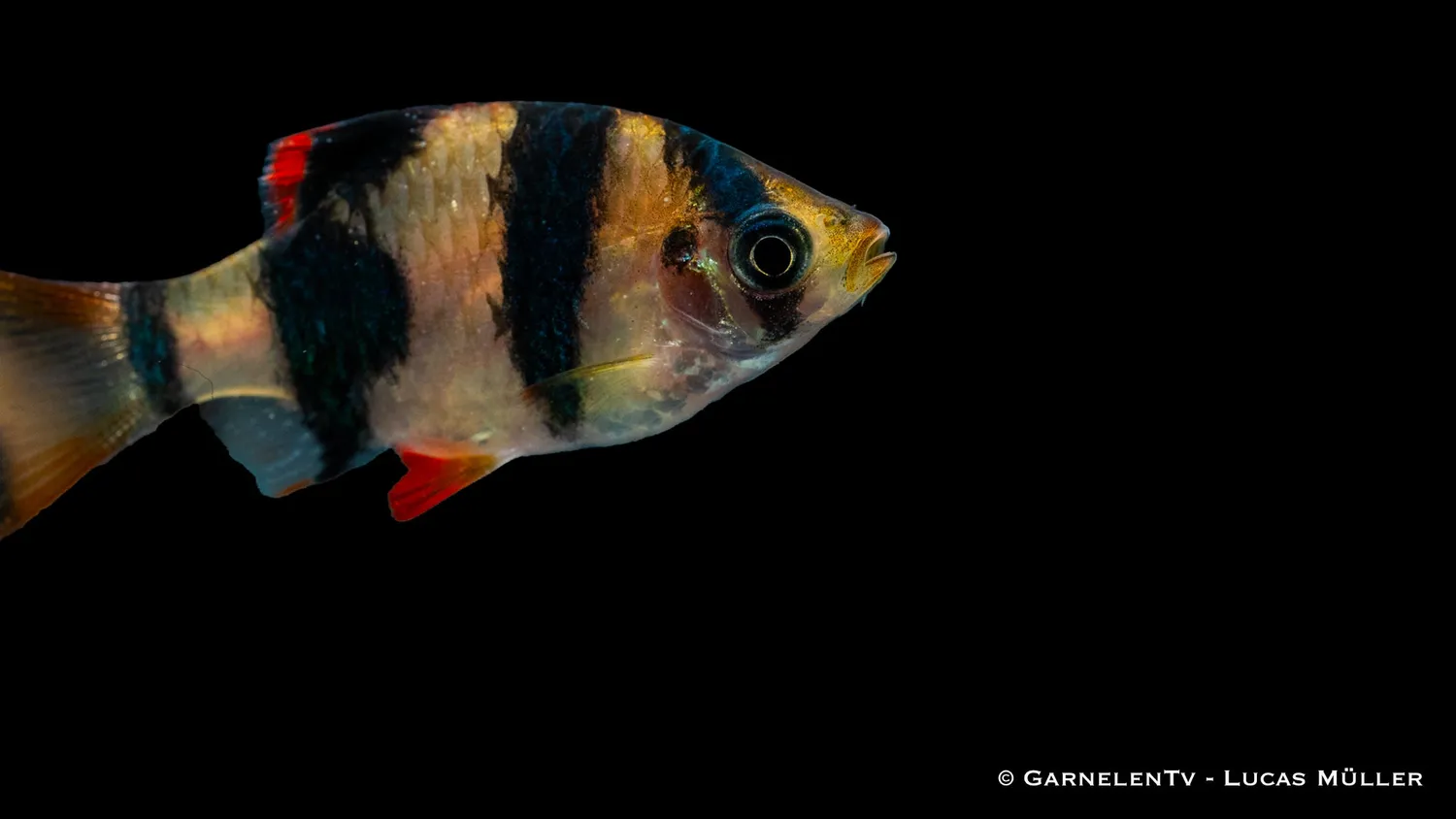 Sumatrabarb Puntigrus tetrazona stimfisk sötvatten