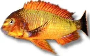 Tropheus Moorii Sambia Red ciklid 3,5–4 cm