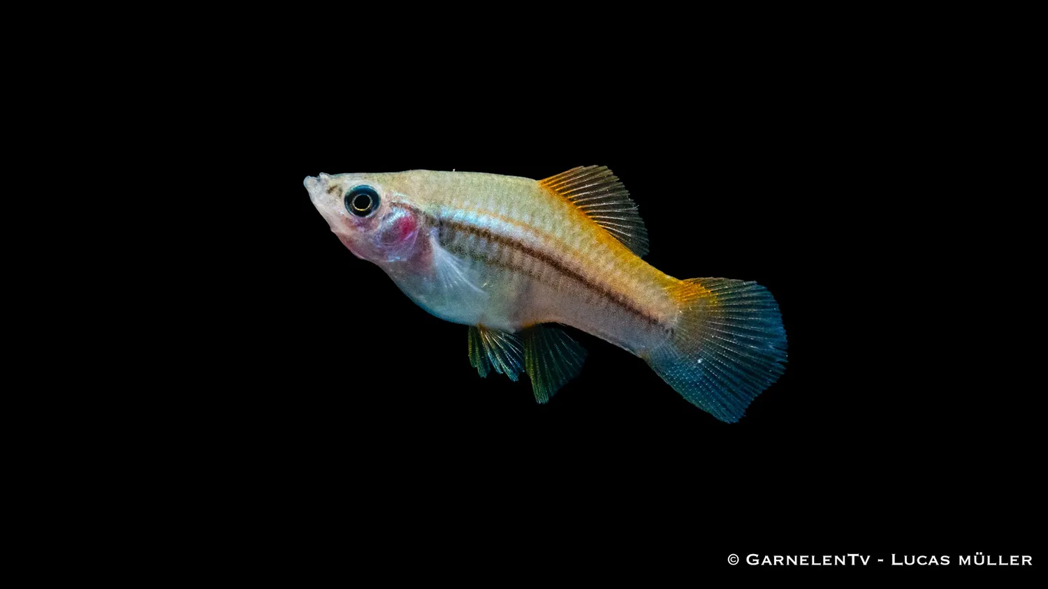 Garnelen TV Neon svärdbärare akvariefisk 5–7 cm