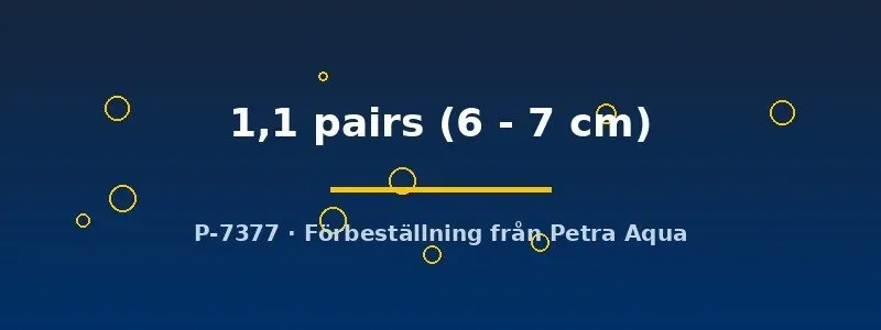 Näsets Ciklidhobby Betta foerschi kampfisk par 6–7 cm