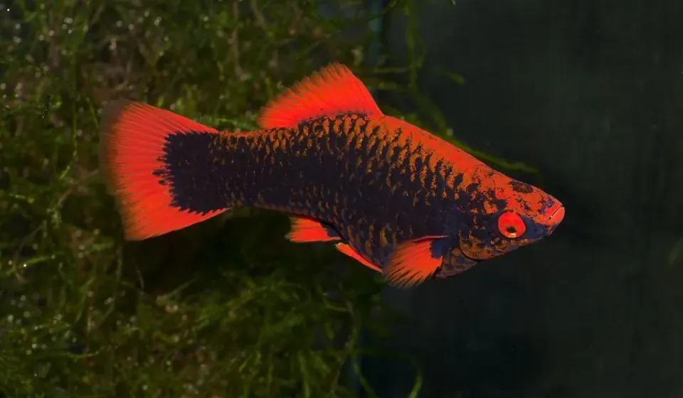 Näsets Ciklidhobby Svärbärare Alpha akvariefisk 4 cm