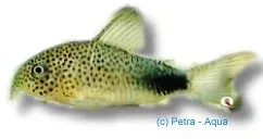 Corydoras similis pansarmal 2,5–3 cm bottenfisk
