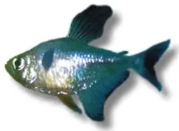 Näsets Ciklidhobby Black Phantom tetra 2-2,5 cm
