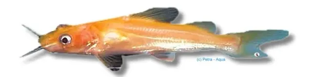 Näsets Ciklidhobby Mystus sp. albino yellow mal 8–10 cm gul