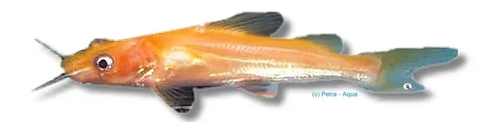 Näsets Ciklidhobby Mystus sp. albino yellow mal 8–10 cm gul