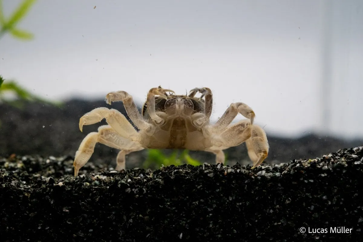 Garnelen TV Potamocypoda pugil akvariekrabba dvärgghost