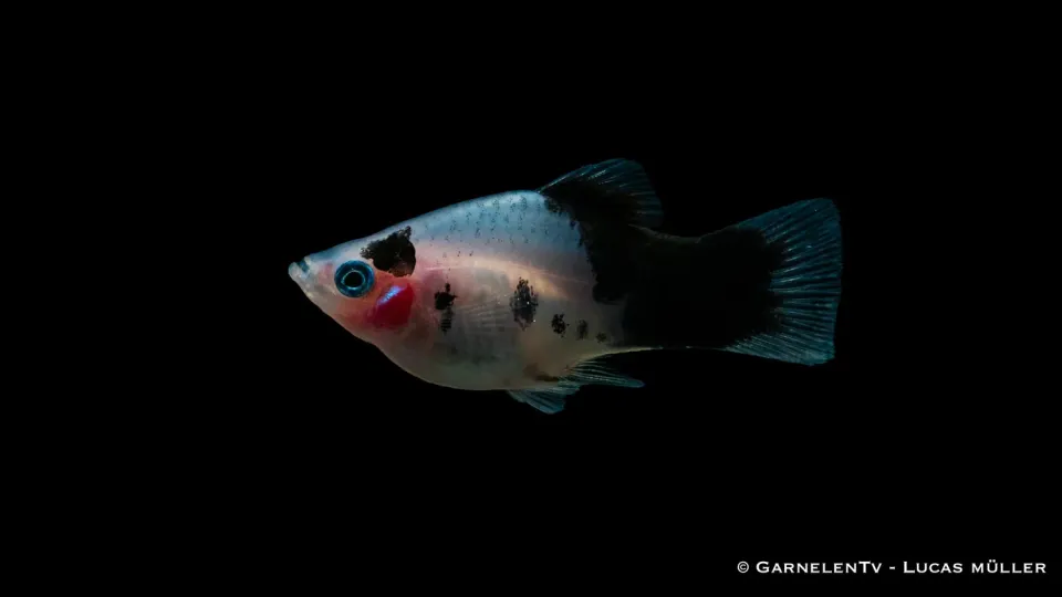 Garnelen TV Dalmatiner Xiphophorus maculatus platy