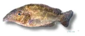Näsets Ciklidhobby Linn's Haplochromis akvariefisk 4–5 cm