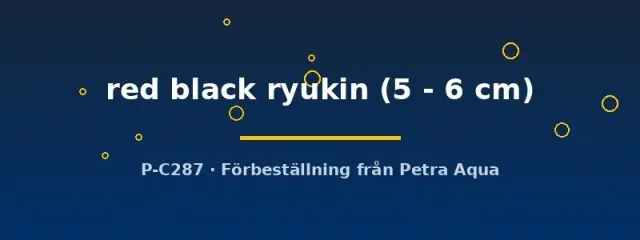 Näsets Ciklidhobby Ryukin guldfisk röd-svart 5–6 cm