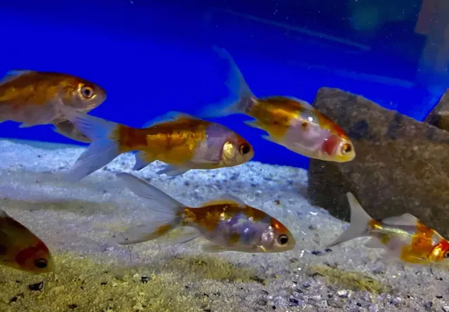 Carassius Auratus schubunkin dammfisk guldfisk