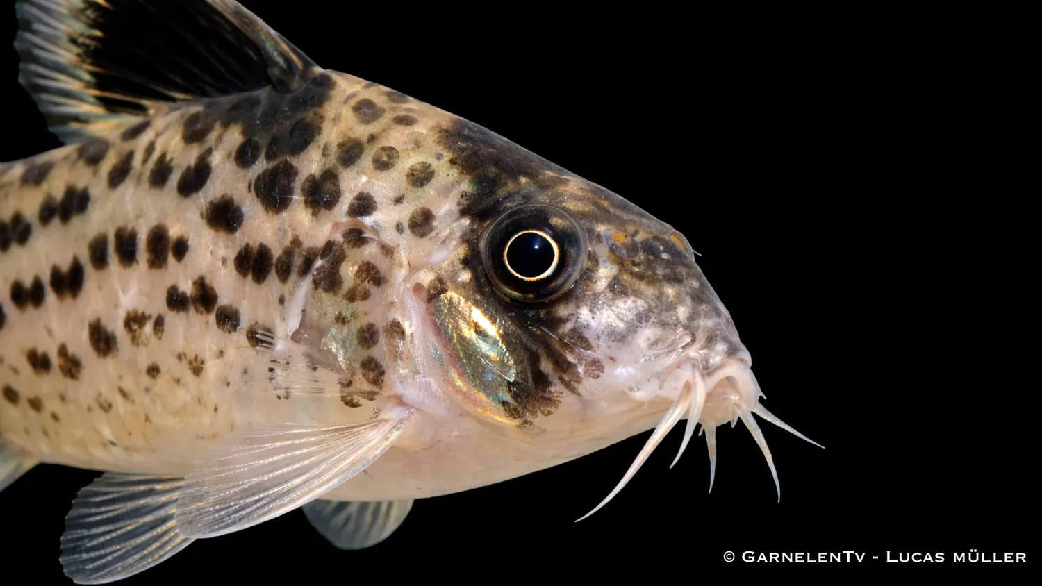 Garnelen TV Hoplisoma leucomelas pansarmal svartfenad stim
