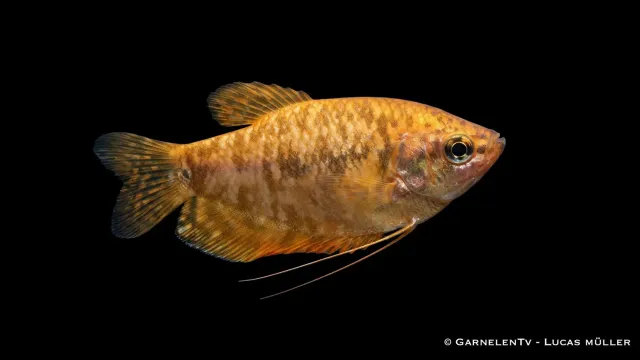 Garnelen TV Trichogaster trichopterus gurami guld orange