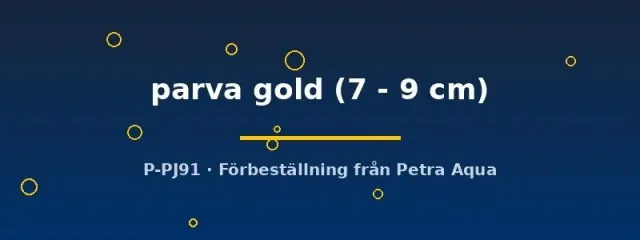 Näsets Ciklidhobby Rineloricaria parva gold mal 7–9 cm