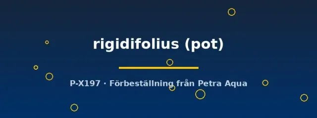 Näsets Ciklidhobby Rigidifolius Aponogeton rigidifolius akvarieväxt pot