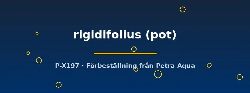 Näsets Ciklidhobby Rigidifolius Aponogeton rigidifolius akvarieväxt pot