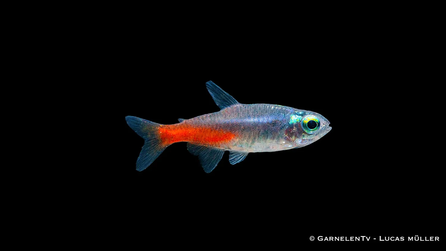 Garnelen TV diamant neontetra stimfisk stark blå