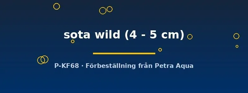Näsets Ciklidhobby Colisa sota wild gurami 4–5 cm vildfärg