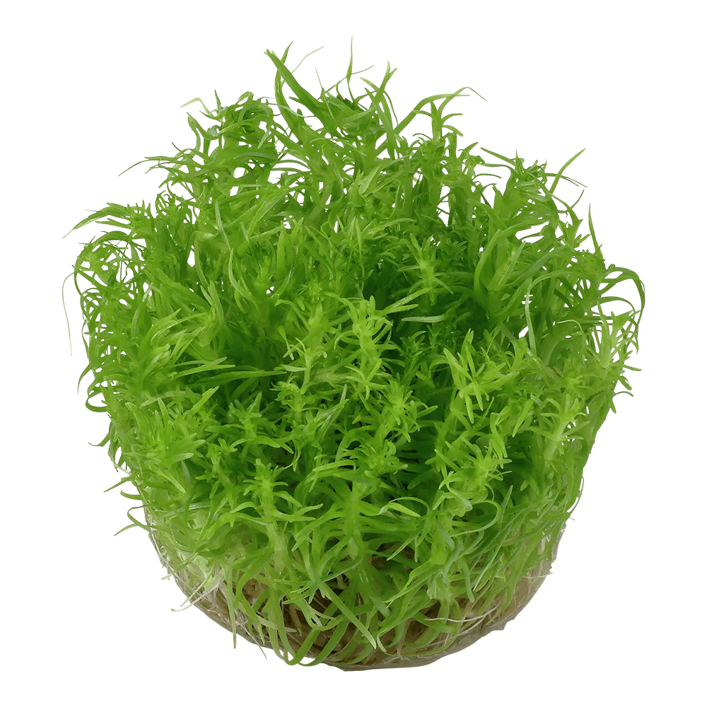 Akvarievalvet Pogostemon erectus akvarieväxt bakgrund