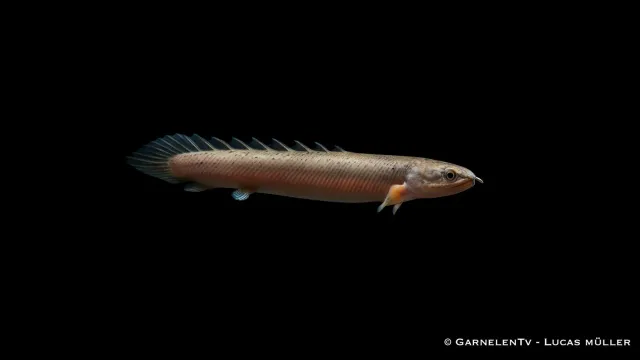 Garnelen TV Polypterus senegalus akvariefisk 30-40 cm rovfisk