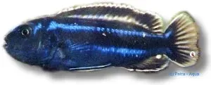 Näsets Ciklidhobby Melanochromis cyaneorhabdos fisk 3–4 cm