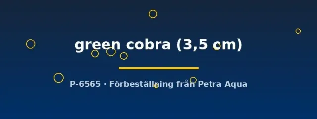 Guppy green cobra par 3,5 cm akvariefisk grön