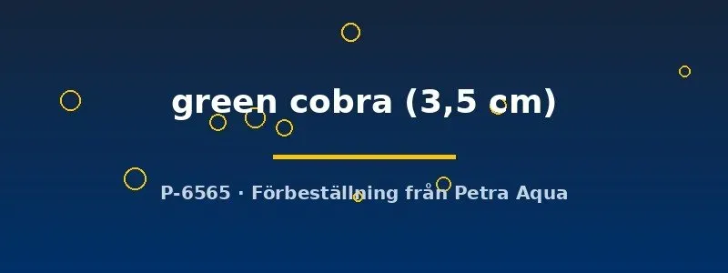 Guppy green cobra par 3,5 cm akvariefisk grön