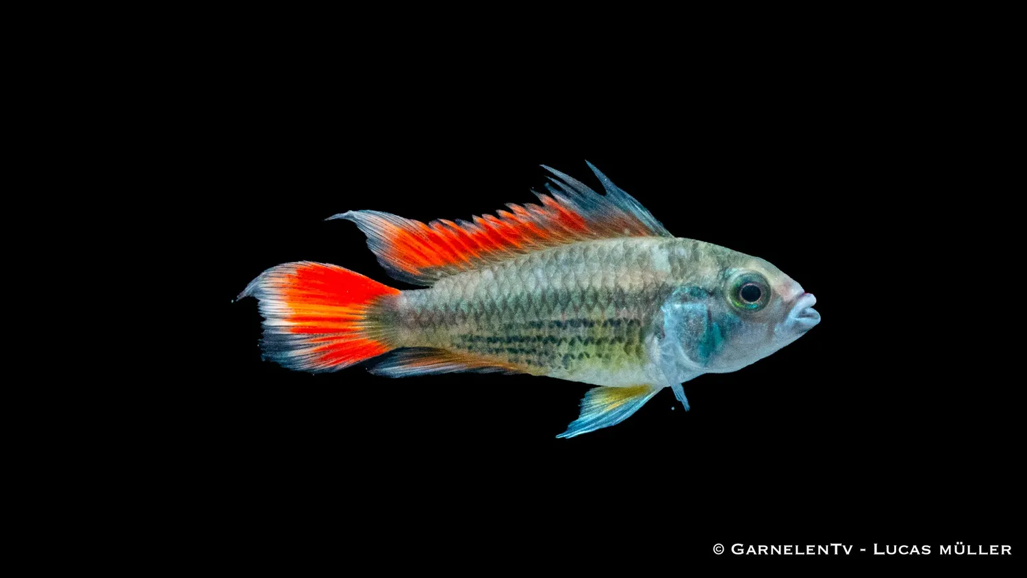 Kakaduzwergbuntbarsch orange Apistogramma cacatuoides dvärgcichlid