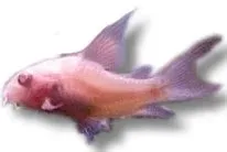 Näsets Corydoras paleatus albin longfin mal 3-4 cm
