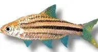 Näsets Ciklidhobby Puntius lineatus barb 3,5–4,5 cm strimmig