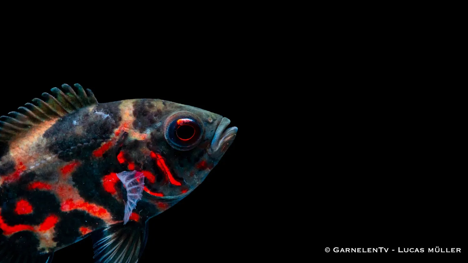 Garnelen TV Oscar Röd Tiger Astronotus ocellatus ciklid